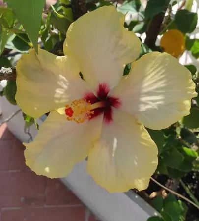 Daire The Hibiscus Taormina