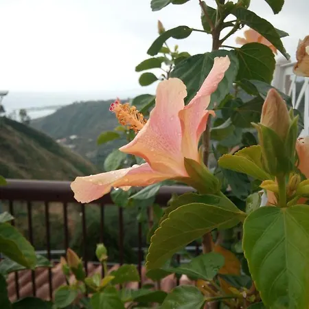 The Hibiscus * Taormina