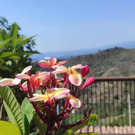 The Hibiscus